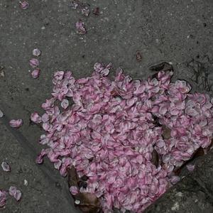 东北老头和老太还操逼
